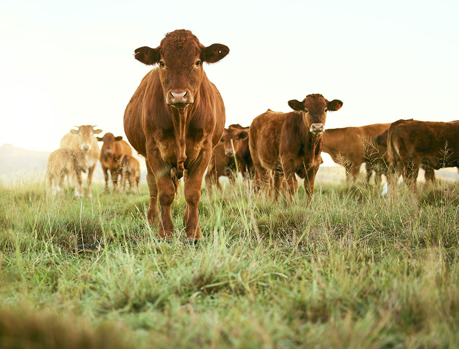 Landwirtschaftlicher-Betrieb-Bauernhof-Norddeutschland-Jens-Wilken-NAW